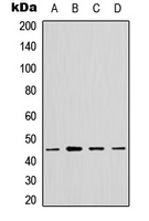 1 - Anti-GTPBP5 Antibody AP53851