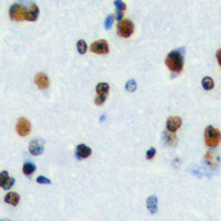 2 - Anti-HEN1/2 Antibody AP53853