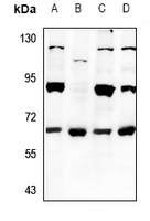 1 - Anti-EIF2B4 Antibody AP53894
