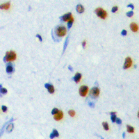 2 - Anti-DNA Polymerase zeta Antibody AP53897