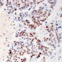 2 - Anti-ZC3H4 Antibody AP53902
