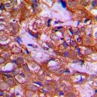 2 - Anti-DZIP3 Antibody AP53908
