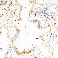 2 - Anti-USP36 Antibody AP53925