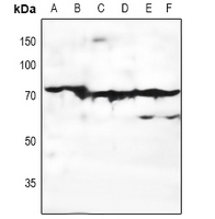 1 - Anti-EMR3 Antibody AP54010