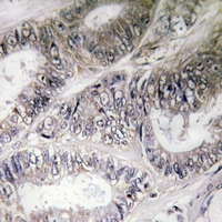 2 - Anti-COX19 Antibody AP54029