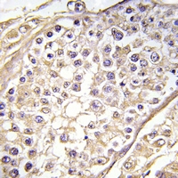 2 - Anti-BAGE2 Antibody AP54037