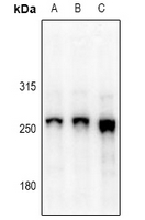 1 - Anti-URB1 Antibody AP54045