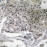 2 - Anti-PIGY Antibody AP54046