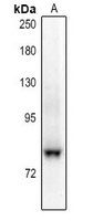 1 - Anti-NHE7 Antibody AP54079