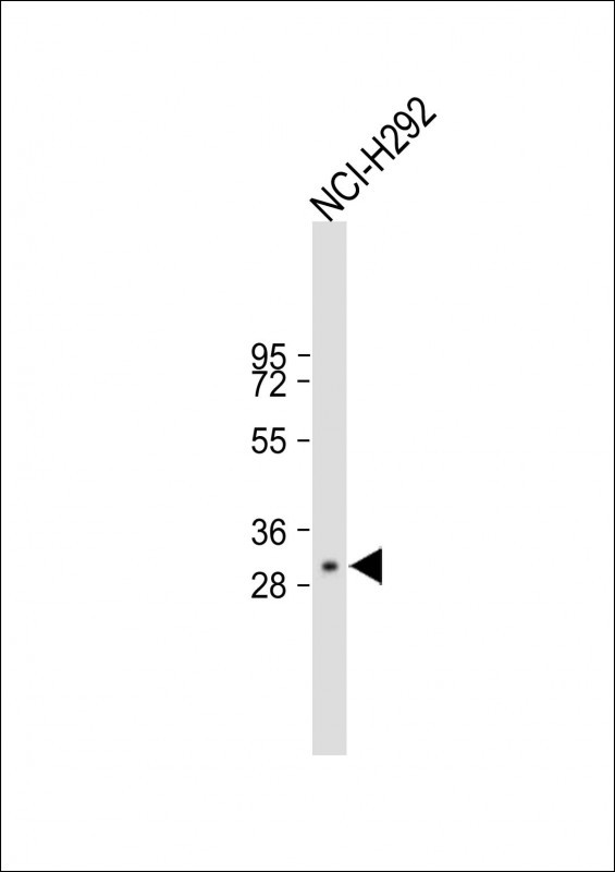 1 - LAPTM5 Antibody (N-term) AP10077a