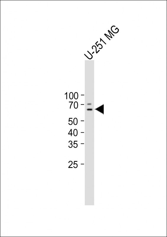 1 - CR1L Antibody  (C-term) AP10787b