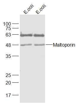 1 - Maltoporin Polyclonal Antibody AP54238