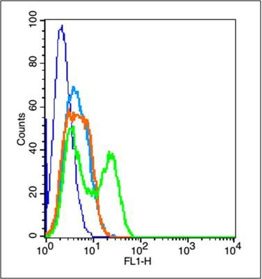 4 - PCDH8 Rabbit pAb AP54382
