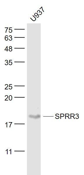 1 - SPRR3 Rabbit pAb AP54409