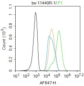 4 - THRB1 Rabbit pAb AP54503