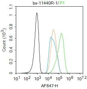 4 - THRB1 Rabbit pAb AP54503