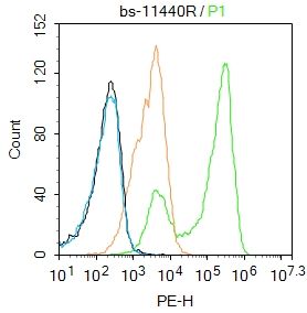 4 - THRB1 Rabbit pAb AP54503