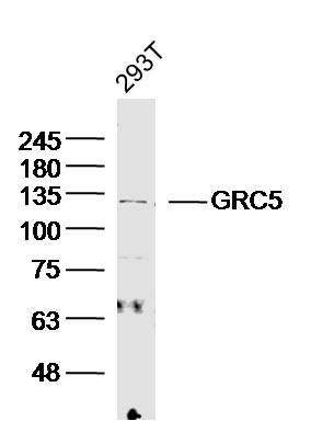 1 - GRC5 Polyclonal Antibody AP54585