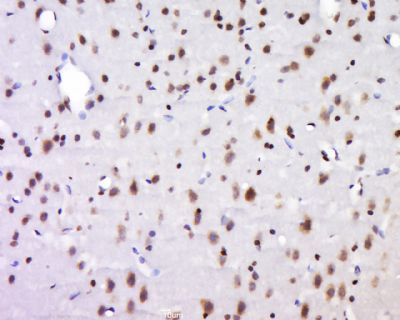 14 - NECAB1 Polyclonal Antibody AP54696