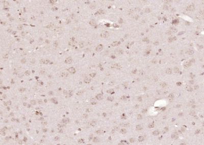 14 - GRASP Polyclonal Antibody AP54710