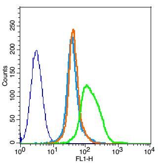 4 - CAPRIN2 Rabbit pAb AP54851