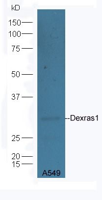 1 - Dexras1 Polyclonal Antibody AP55506