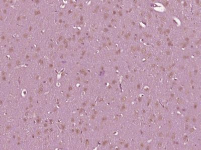 14 - Dexras1 Polyclonal Antibody AP55506
