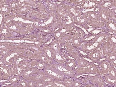 14 - Dexras1 Polyclonal Antibody AP55506