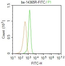 4 - DNAH5 Rabbit pAb AP55539