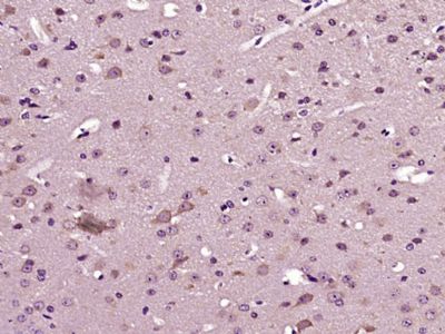 14 - DYRK4 Polyclonal Antibody AP55591