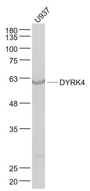 1 - DYRK4 Polyclonal Antibody AP55591
