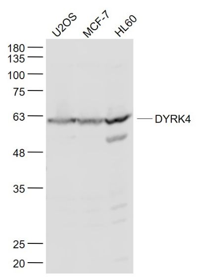1 - DYRK4 Polyclonal Antibody AP55591
