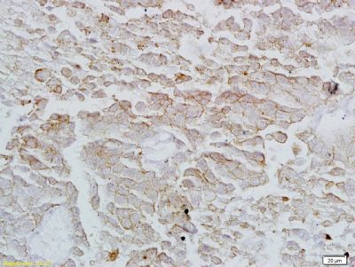 14 - Annexin VI Polyclonal Antibody AP55689