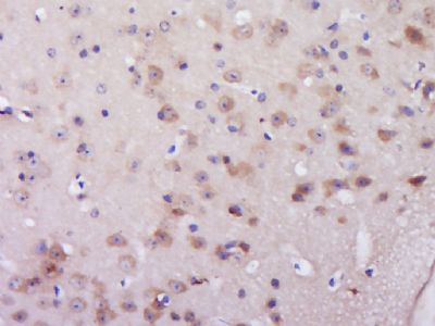 14 - C6orf206 Polyclonal Antibody AP55891