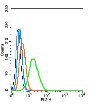 4 - HDPTP Rabbit pAb AP55991