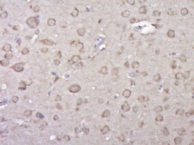 14 - FAM5C Polyclonal Antibody AP56061