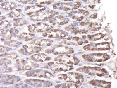 14 - FAM5C Polyclonal Antibody AP56061