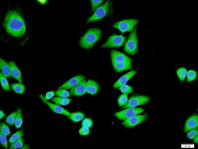 8 - Gamma-Adaptin Rabbit pAb AP56062