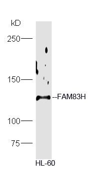 1 - FAM83H Rabbit pAb AP56069