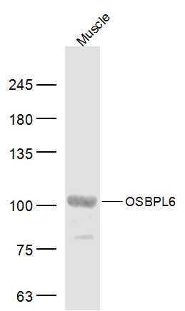 1 - OSBPL6 Polyclonal Antibody AP56729
