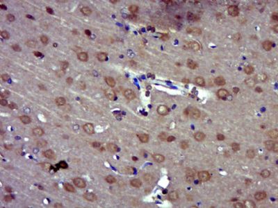 14 - MRPS7 Polyclonal Antibody AP56854