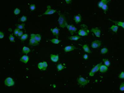 8 - NUP214 Rabbit pAb AP57575