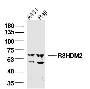 1 - R3HDM2 Rabbit pAb AP57631