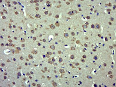 14 - RAB30 Polyclonal Antibody AP57633