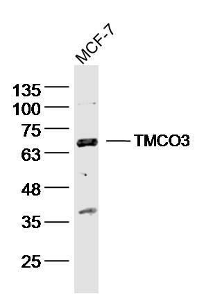 1 - TMCO3 Polyclonal Antibody AP57726