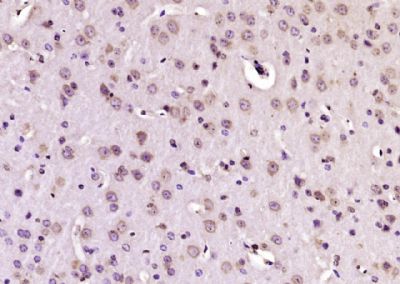 14 - PAMCI/RASF9 Polyclonal Antibody AP57821