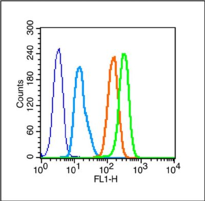 4 - Caveolin-3 Rabbit pAb AP58079