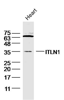 1 - ITLN1 Polyclonal Antibody AP58286