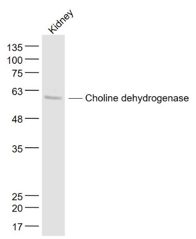 1 - Choline dehydrogenase Polyclonal Antibody AP58408