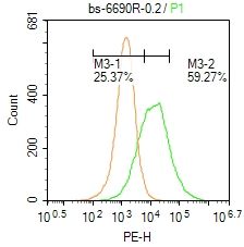 4 - Transglutaminase-1 Rabbit pAb AP58491